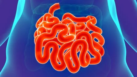 3D Illustration Human Digestive System Anatomy (Small Intestine) Stock Illustration