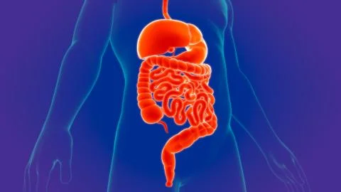 3D Illustration Human Digestive System Anatomy Stock Illustration