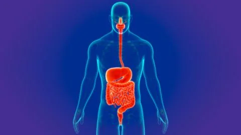 3D Illustration Human Digestive System Anatomy Stock Illustration