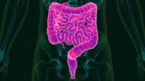 3D Illustration Human Digestive System Anatomy (Large and Small Intestine) Stock Illustration