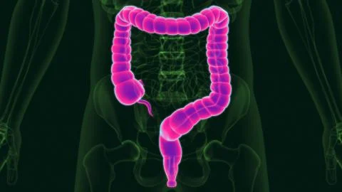 3D Illustration Human Digestive System Anatomy (Large Intestine) Stock Illustration