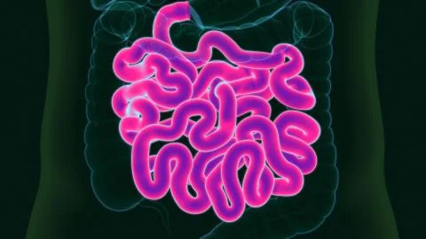 3D Illustration Human Digestive System Anatomy (Small Intestine) Stock-Illustration