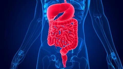 3D Illustration Human Digestive System Anatomy Stock Illustration