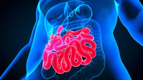 3D Illustration Human Digestive System Anatomy (Small Intestine) Illustrazione stock
