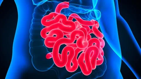 3D Illustration Human Digestive System Anatomy (Small Intestine) Stock-Illustration