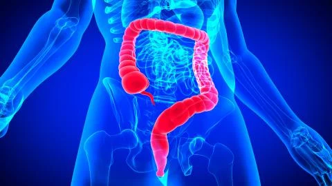 3D Illustration Human Digestive System Anatomy (Large Intestine) Stock Illustration