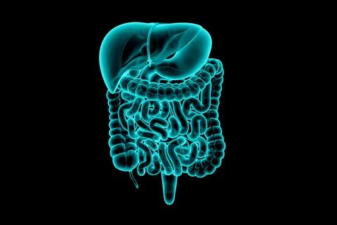 3d illustration of human digestive system - liver, stomach, pancreas and Illustrazione stock
