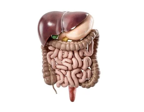 3d illustration of human digestive system isolated on white Stock Illustration