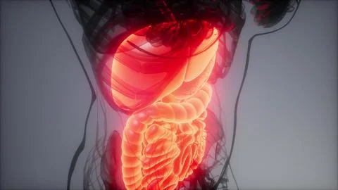 3d illustration of human digestive system parts and functions Illustration