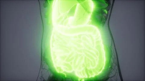 3d illustration of human digestive system parts and functions Stock Illustration