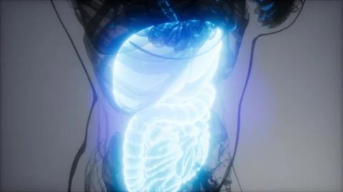 3d illustration of human digestive system parts and functions Stock Illustration