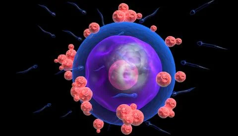 3d illustration of Human egg cell Stock Illustration