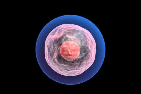 3d illustration of Human egg cell Stock Illustration