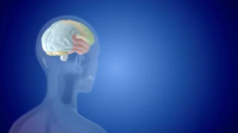 3d illustration of human head with internal organ on blue background. Illustrazione stock