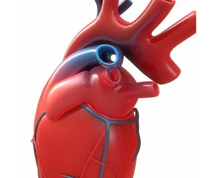 3d illustration human heart with white background Stock-Illustration
