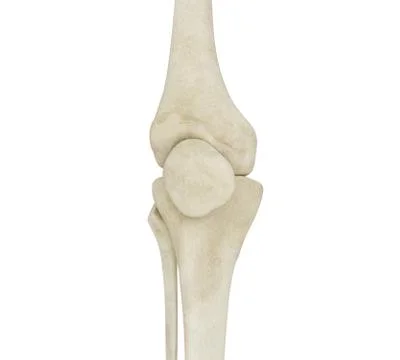 3d illustration of human knee bones Stock Illustration
