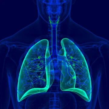 3D Illustration Human Respiratory System Anatomy (Bronchus and Bronchioles) Stock Illustration