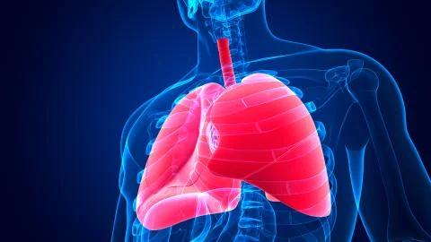 3D Illustration Human Respiratory System Anatomy (Lungs) Stock Illustration
