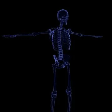 3d illustration human skeleton 3D render イラスト素材