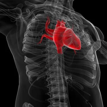 3D Illustration human skeleton and heart 3D render Illustrazione stock