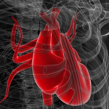 3D Illustration human skeleton and heart 3D render Illustrazione stock