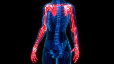 3D Illustration of Human Skeleton System Upper Limbs Anatomy Stock Footage 98479976