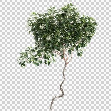 3d illustration of Hydrangea Anomala creeper isolated on transparent background Stock Illustration