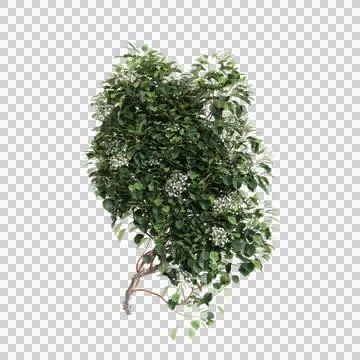 3d illustration of Hydrangea Anomala creeper isolated on transparent background Stock Illustration