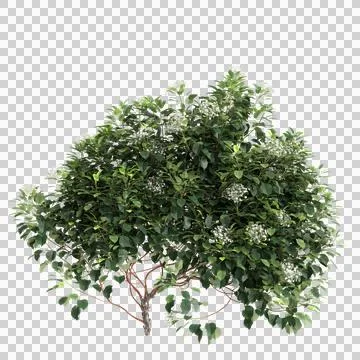 3d illustration of Hydrangea Anomala creeper isolated on transparent background Stock Illustration
