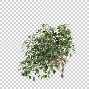 3d illustration of Hydrangea Anomala creeper isolated on transparent background Stock Illustration