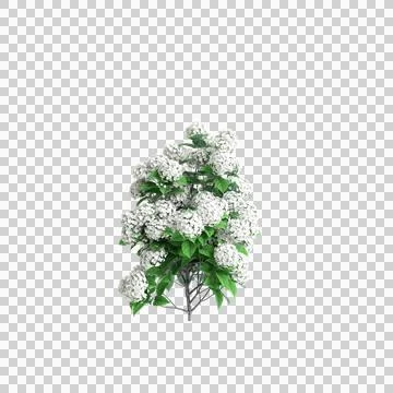 3d illustration of Hydrangea arborescens bush isolated on transparent background Stock Illustration