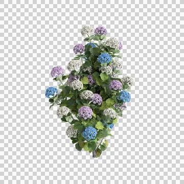 3d illustration of Hydrangea Macrophylla bush isolated on transparent background Stock Illustration