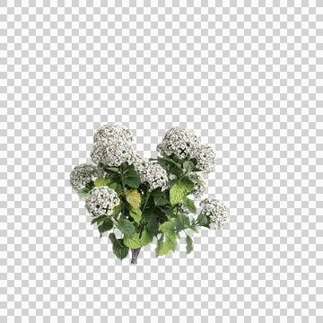 3d illustration of Hydrangea Macrophylla bush isolated on transparent background Stock Illustration