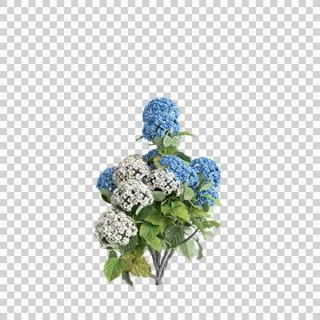 3d illustration of Hydrangea Macrophylla bush isolated on transparent background Stock Illustration