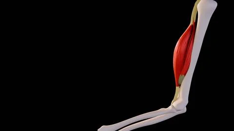 A 3D illustration image of contracted biceps muscle. Stock-Illustration