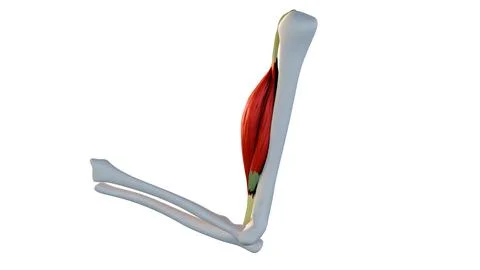 A 3D illustration image of contracted biceps muscle. Stock-Illustration