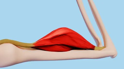 A 3D illustration image of contracted biceps muscle. Stock-Illustration