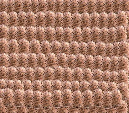 A 3d illustration image of pine code. Stock Illustration