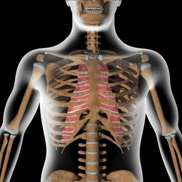 3d Illustration of the Internal Intercostal Muscles on Xray Body Stock-Illustration