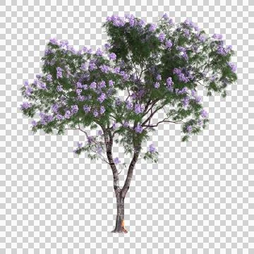 3d illustration of Jacaranda tree isolated on transparent background Stock Illustration