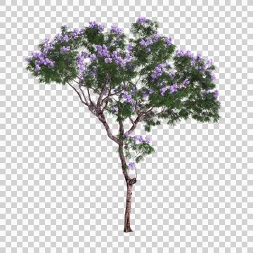 3d illustration of Jacaranda tree isolated on transparent background Stock Illustration