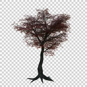 3d illustration of a Japanese maple tree. Stock Illustration