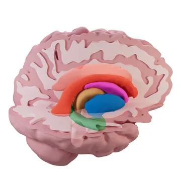 3d Illustration of a Lateral View of Colored Section of the Whole Brain Stock Illustration