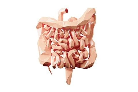 3d illustration of low poly human intestine Stock Illustration