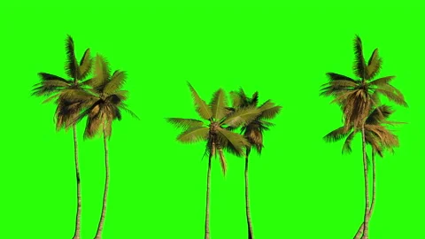 3d illustration of many palm trees stand in a line on a green background. Video stock 147030259
