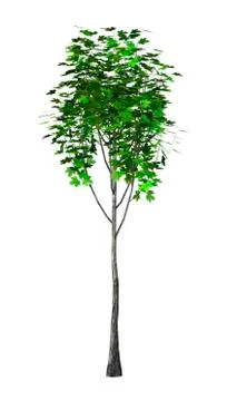 3D Illustration Maple Tree on White Stock Illustration