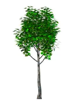 3D Illustration Maple Tree on White Stock Illustration
