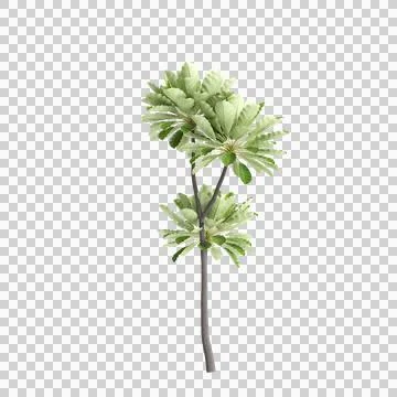 3d illustration of Meryta sinclairii tree isolated on transparent background Stock Illustration