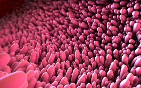 3d illustration of microscopic closeup of intestine villus Stock Illustration