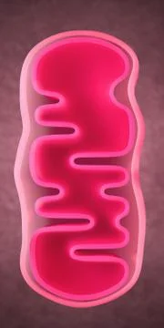 3d illustration of a mitochondrion Stock Illustration
